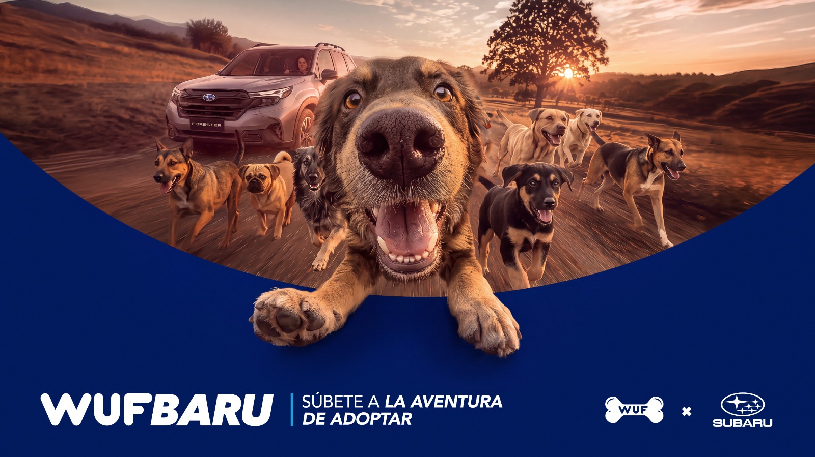 Subaru y WUF lanzan la campaña WUFBARU en Perú